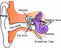 chronic ear infection