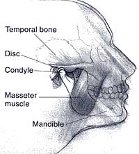 TMJ skull