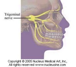 trigeminal nerve